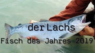 Atlantischer Lachs  Fisch des Jahres 2019 Blog 48 [upl. by Thacher]