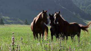 Алтай Начало начал  Altai is The Beginning [upl. by Auhsoj]