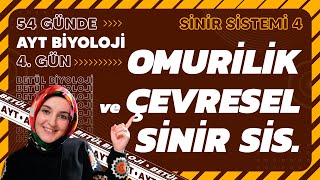 4 Omurilik ve Çevresel Sinir Sistemi  11 Sınıf Biyoloji  2024 AYT Biyoloji Kampı 4 Gün [upl. by Htnnek903]