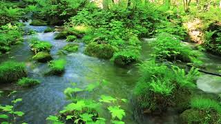 Stream in the Beautiful Green Forest Birds Chirping ASMR [upl. by Rae]