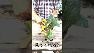 【洋蘭】その黄色い葉っぱは、枯れてしまいますか？orchidWill the yellow leaves witherseedpot368 sheath [upl. by Norm]