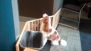 Louis the Cavalier King Charles Spaniel Howls [upl. by Earas428]