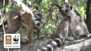 Wild Ringtail Lemurs in Isalo National Park Madagascar Africa [upl. by Relda487]