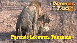 Parende Leeuwen in het wild Ruaha Tanzania [upl. by Ahtebbat]