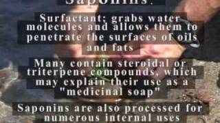 Wild Plants For Wilderness Survival Plant Soaps Natural Soaps a Comprehensive Guide [upl. by Evelinn232]