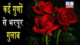 गुलाब के फूल के फायदे  Health Benefits of Rose FlowerRose Petals Benefits and Uses [upl. by Crutcher]