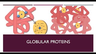 AS Biology  fibrous and globular proteins [upl. by Aihsad]