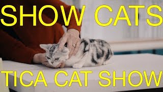 International Cat Show 2017  TICA Cat Show  The International Cat Association Judging Cats [upl. by Nitsu]