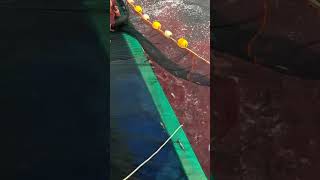 fisherman catching fish in deep sea from fisherman indonesia [upl. by Naraa]