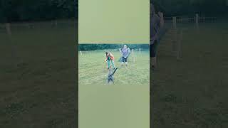 just some flyball training with some new dogs dogs lurcher flyball whippet greyhound [upl. by Yssis]