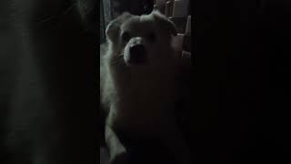 My spitz dog 🐕 doglover cute dog puppy spitzdog [upl. by Rasaec28]