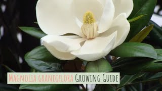 Magnolia grandiflora Growing Guide Southern magnolia by GardenersHQ [upl. by Mundt622]