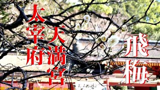 【福岡】太宰府天満宮 飛梅 2024年1月25日 [upl. by Hymie279]