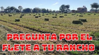 ¡¡A LA VENTA PACAS CHICAS DE AVENA Y PASTO RYEGRASS [upl. by Luapnhoj]