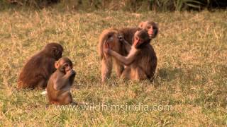 Rhesus monkeys socialize with each other [upl. by Rapp]