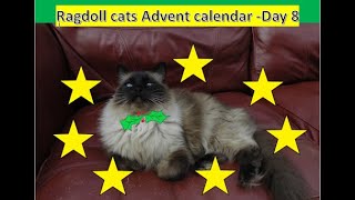 Advent calendar  Day 8  Living with Ragdolls [upl. by Eugene]