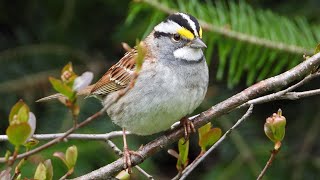 19 Oiseaux du Québec  19 birds [upl. by Ahsataj553]