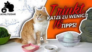 🔥Katze trinkt nicht oder zu wenig  16 Tipps  Katze zum Wasser trinken animieren [upl. by Sikram315]