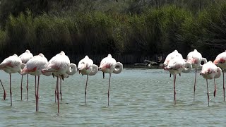 Saintes Maries de la Mer  Camargue Francia [upl. by Adnowal56]