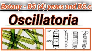 Oscillatoria  Thallus structure and reproduction Bsc and BS botany [upl. by Cherie]