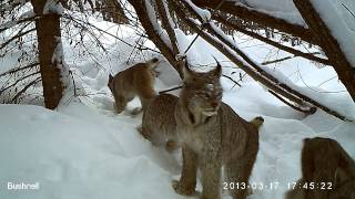 Group of Canada Lynx  British Columbia video file for wildlife research paper [upl. by Dhiman]