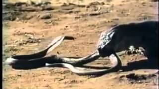 Komodo Dragon VS Spitting Cobra [upl. by Emelda]