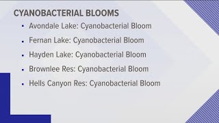 Algal Blooms in Idaho [upl. by Starinsky]