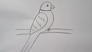 parrot drawing how to draw parroteasy parrot drawing for beginners step by step [upl. by Ahsieat531]