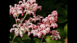 Роджерсия Rodgersia Garden flowers176 Декоративные растения [upl. by Enayr]