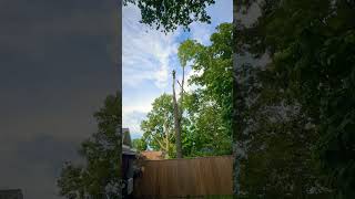 Big Walnut Top treeremoval treeservice treebgone chainsaw stihl arborist trees londonontario [upl. by Neema825]