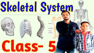 skeleton system class 5  part of skeleton system cbseboard [upl. by Etyak736]