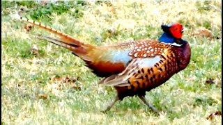 Common Pheasant making quick repeated sounds while taking a walk in our garden [upl. by Adnileb]