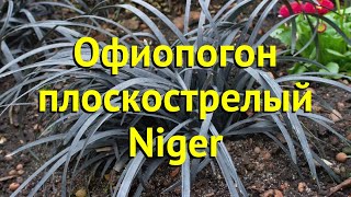 Офиопогон плоскострелый Нигер Краткий обзор описание характеристик ophiopogon planiscapus Niger [upl. by Gudrin]