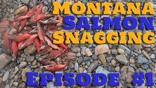 Montana Salmon Snagging Ep 1 montanasalmonsnagging salmonsnagging fyp [upl. by Boice102]