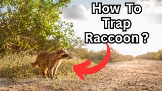 RACCOON TRAPPING for BEGINNERS Fur Tanning Tips trapping trapper homesteading raccoontrapping [upl. by Liborio244]