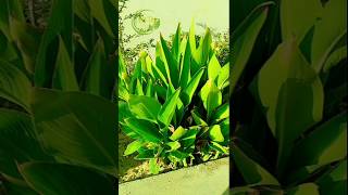 🌿Canna indica plant😏Beautiful Indian shot viralshorts trendingreels ybshort [upl. by Alihs]