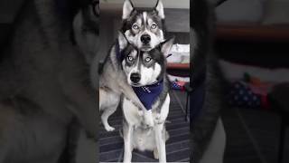 SIBERIAN HUSKIES ARE STRONG AND INTELLIGENT [upl. by Nicks]