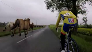 Des chevaux en pleine course cycliste [upl. by Syst148]