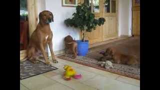 Unsere Löwenhundfamilie in Rekkas Holzhütte Rhodesian Ridgeback VDHFCI [upl. by Constantia]