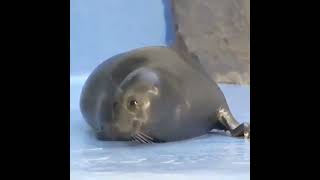 Seal video archive museum cute baby baikal seal niko exploring and bein chill 👌🦭 ballin 🤙 [upl. by Lindner141]