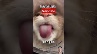 Lidah kucing lidahkucing cat kucing catlover [upl. by Eenoj193]