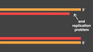 telomere replication [upl. by Yeltneb]