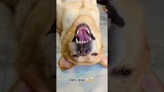 Daru piyu🍻🍺dilouge daru doglover trending viralvideo [upl. by Mohammed]