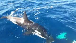 Video captures stunning moment of orca killing great white shark [upl. by Ehcsrop636]