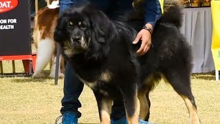 Interview with Tibetan Mastiff dog breeder [upl. by Ahsemot]