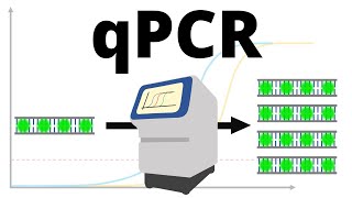 qPCR realtime PCR protocol explained [upl. by Levan]