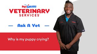 Understanding Puppy Crying Causes and Solutions from PetSmart Veterinary Services puppycrying [upl. by Jara]