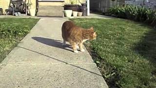 Cat recovers from vestibular disease [upl. by Sucrad]