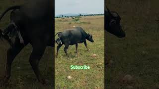 buffalo giving birth animals birth [upl. by Viens442]