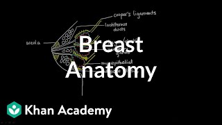 Breast Anatomy [upl. by Piscatelli965]